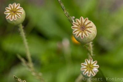 072A5187-2.JPG