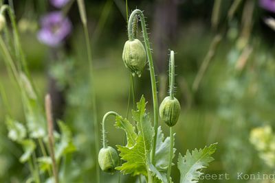Poppy/Klaproos