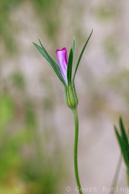 Corncockle/Bolderik