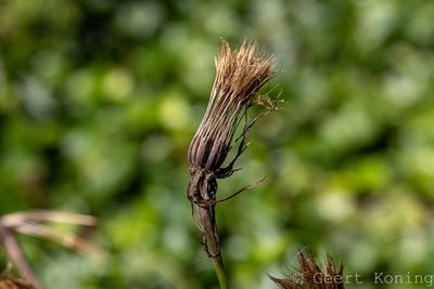 Salsify/Morgenster