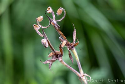 Geranium/Geranium