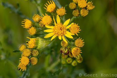 Ragwort / Jakobskruiskruid