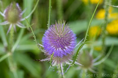 Wildteasel / Kaardebol  