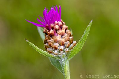 072A5548-2.JPG