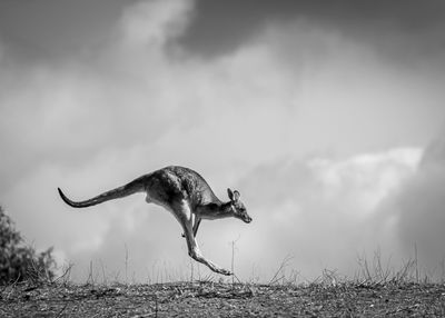 Micro Four Thirds