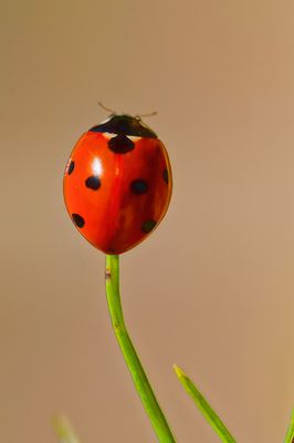 g13/59/348059/3/138067433.df20f87f.JPEG