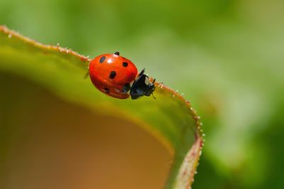 les coccinellidés