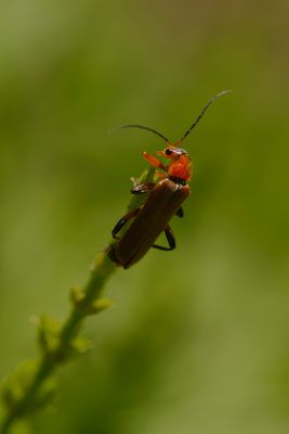 g13/59/348059/3/151473402.db6820e0.JPEG