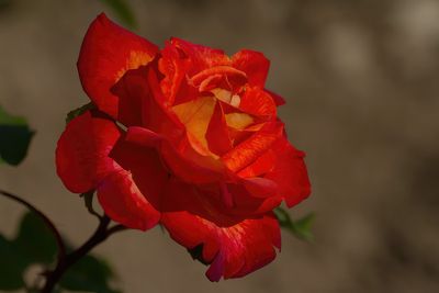 rose d'un jour