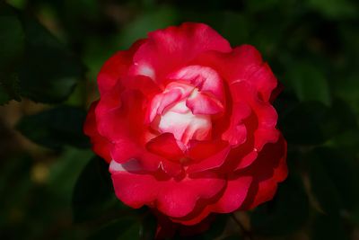 g13/59/348059/3/169604275.efdae695.JPEG