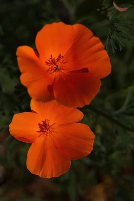 g13/59/348059/3/171884391.d111b582.JPEG