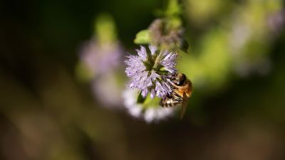 g13/59/348059/3/173734779.ca810168.JPEG