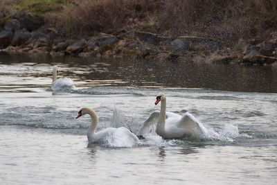 portraits de cygnes