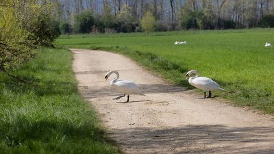 Le champ des cygnes