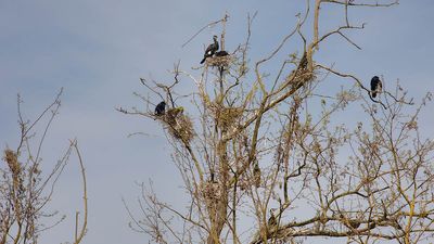 Les cormorans