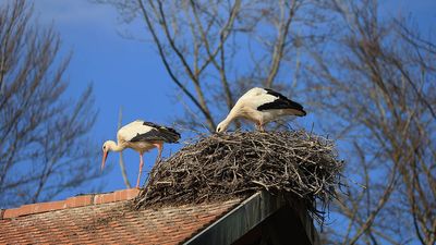 Les cigognes