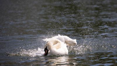 portraits de cygnes