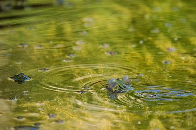 frogs connection