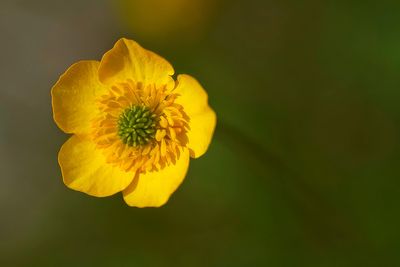 Le temps de fleurs