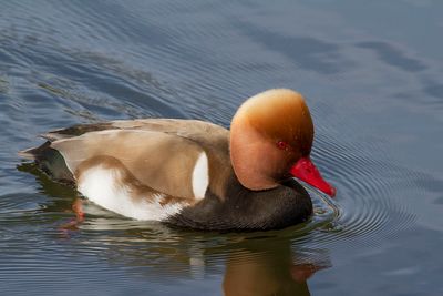 oiseaux du lac