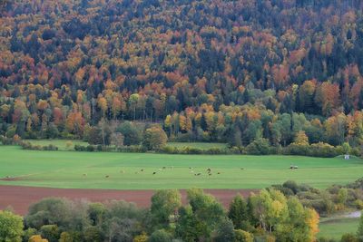 Les couleurs de mon pays