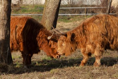 le coin vaches !