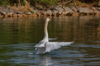 Les cygnes
