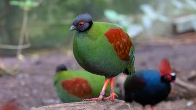 Le papiliorama de Kerzers