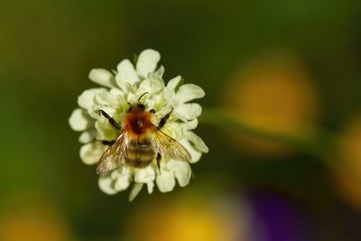 La macrophotographie.