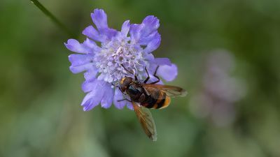 La macrophotographie.