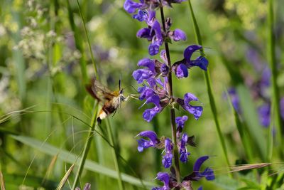 les papillons des champs