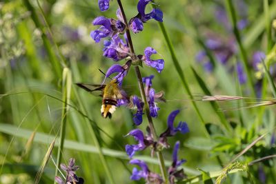 les papillons des champs