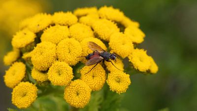La macrophotographie.