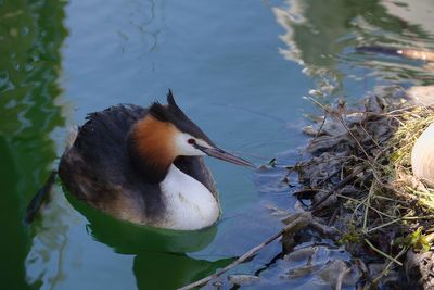 Les canards, grbes et les autres