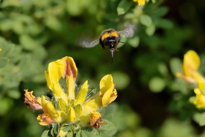 La macrophotographie.