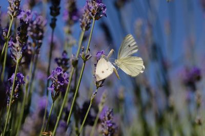 les papillons des champs