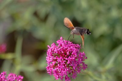 les papillons des champs