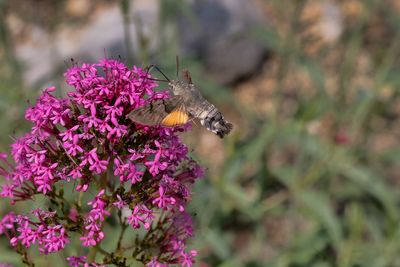 les papillons des champs