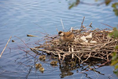 oiseaux du lac