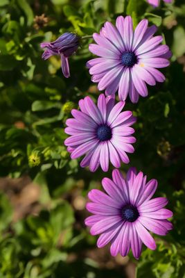 Le temps de fleurs