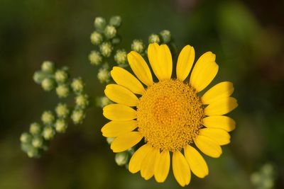 Le temps de fleurs