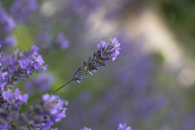 Couleur lavande