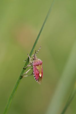 Coléoptères et les autres