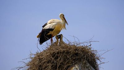 Les cigognes