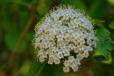 Le temps de fleurs