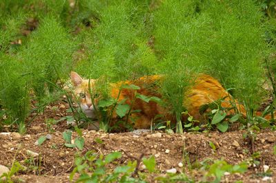 Amour de chats