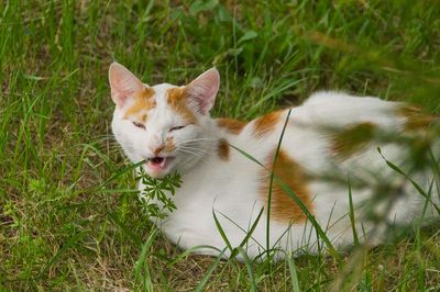Amour de chats