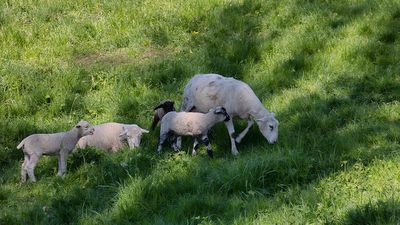 Photographie-moi un mouton !