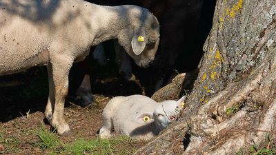 Photographie-moi un mouton !