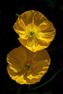Le temps de fleurs
